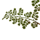 The Natural Garden Collection Maidenhair Fern Stem Shades 4 Seasons