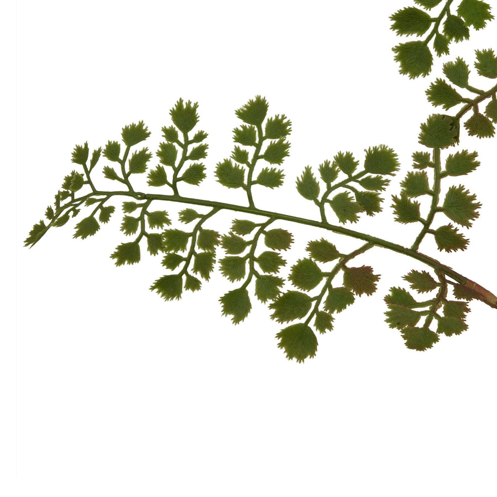 The Natural Garden Collection Maidenhair Fern Stem Shades 4 Seasons
