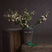 Shades 4 Seasons Meadow Rose Artificial Single Stem Flower CREAM PLASTIC Shades 4 Seasons