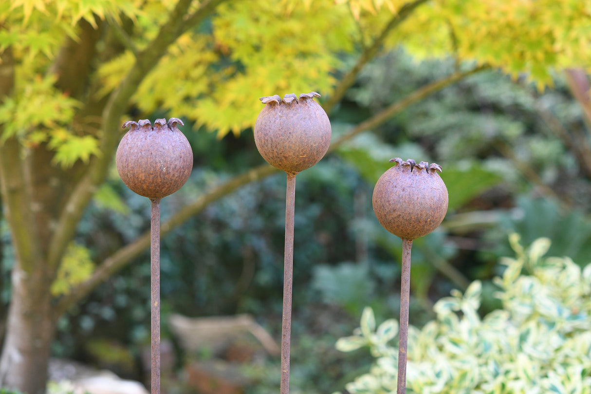 Three Metal Poppy Seedheads in a garden setting, showcasing nature-inspired decor from savageworksuk