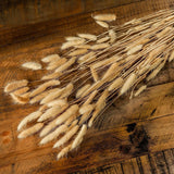 Shades 4 Seasons Bunny Tails Dried Flowers Coastal Decor Shades 4 Seasons
