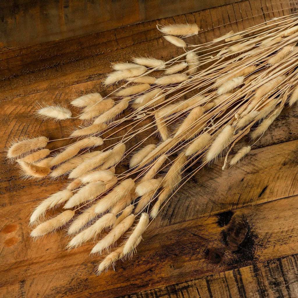 Shades 4 Seasons Bunny Tails Dried Flowers Coastal Decor Shades 4 Seasons