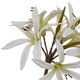 The Natural Garden Collection White Nerine Lily Stem Shades 4 Seasons