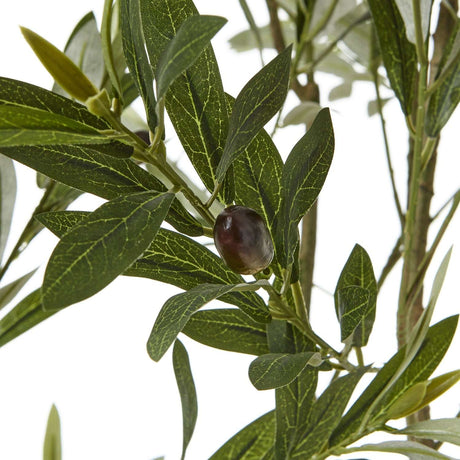 Apulia Olive Tree In White Pot 200Cm Shades 4 Seasons
