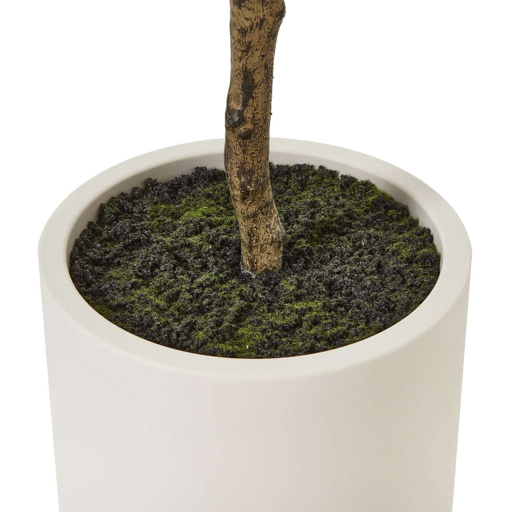 Apulia Olive Tree In White Pot 180Cm Shades 4 Seasons