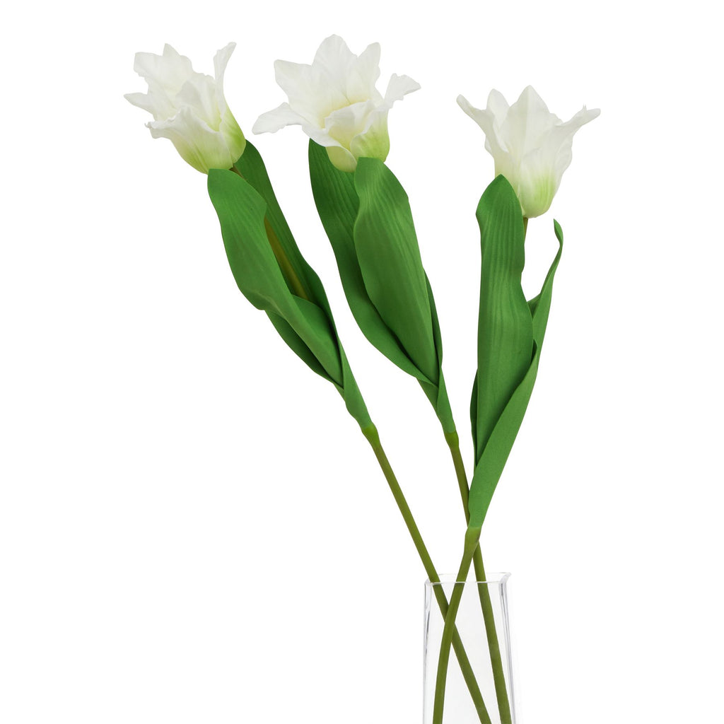 The Natural Garden Collection White Parrot Tulip Shades 4 Seasons