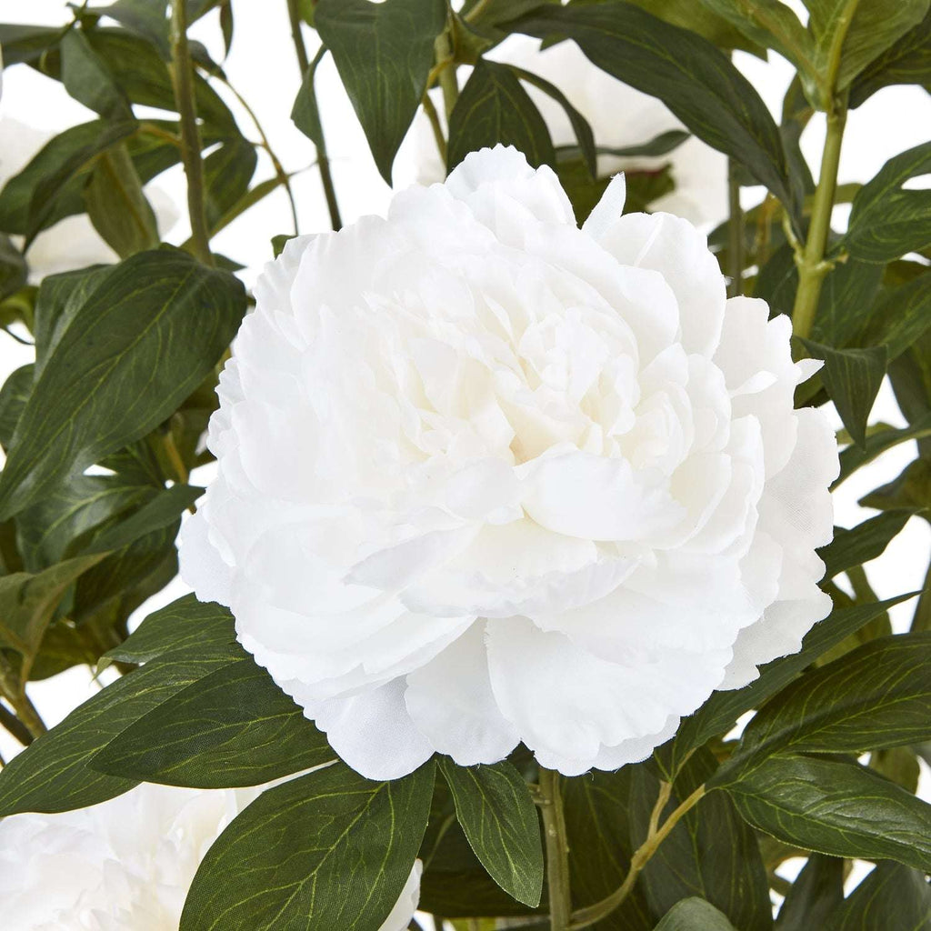 Extra Large White Peony Bush In Pot Shades 4 Seasons