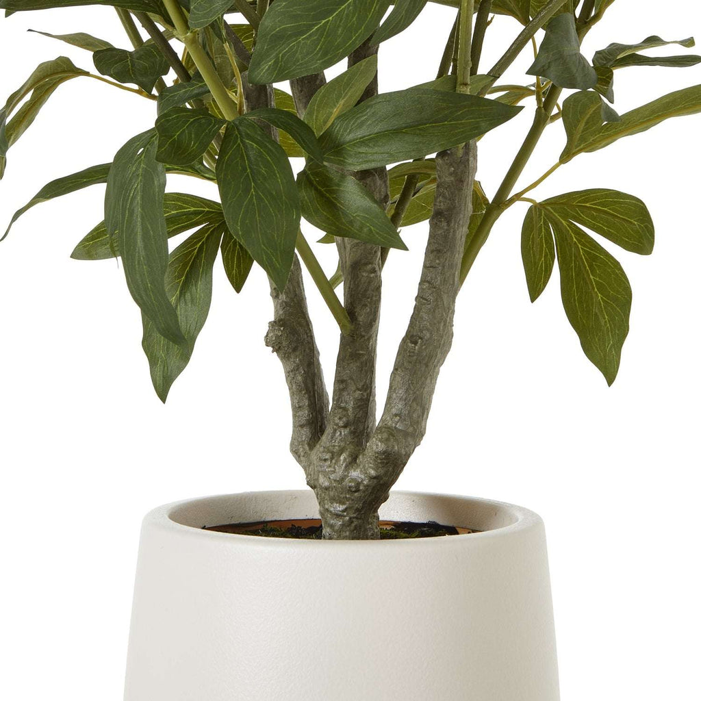 Extra Large White Peony Bush In Pot Shades 4 Seasons
