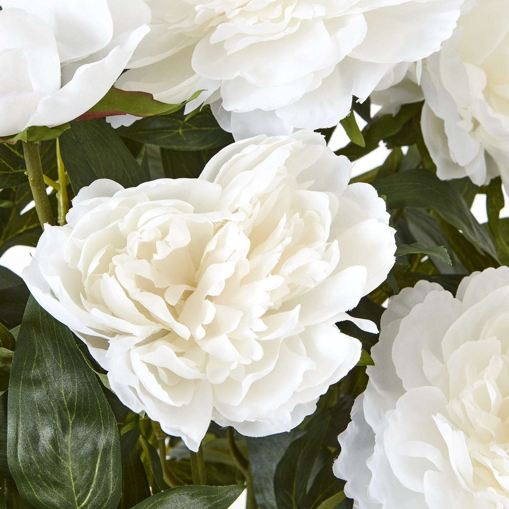 Shades 4 Seasons Peony Plant in Stylish White Pot Shades 4 Seasons