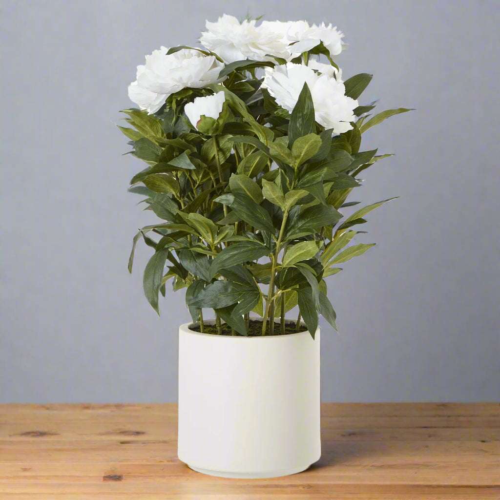 Shades 4 Seasons Peony Plant in Stylish White Pot WHITE PLASTIC Shades 4 Seasons