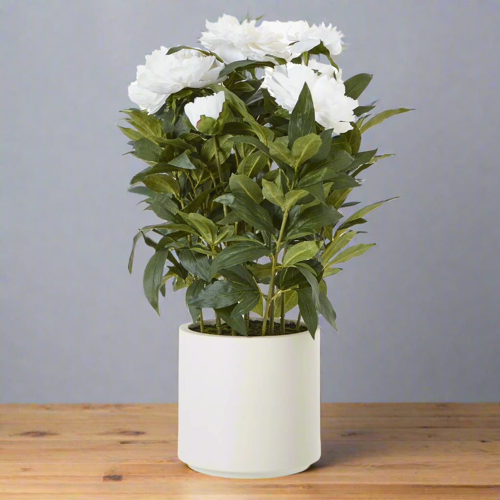 Shades 4 Seasons Peony Plant in Stylish White Pot WHITE PLASTIC Shades 4 Seasons