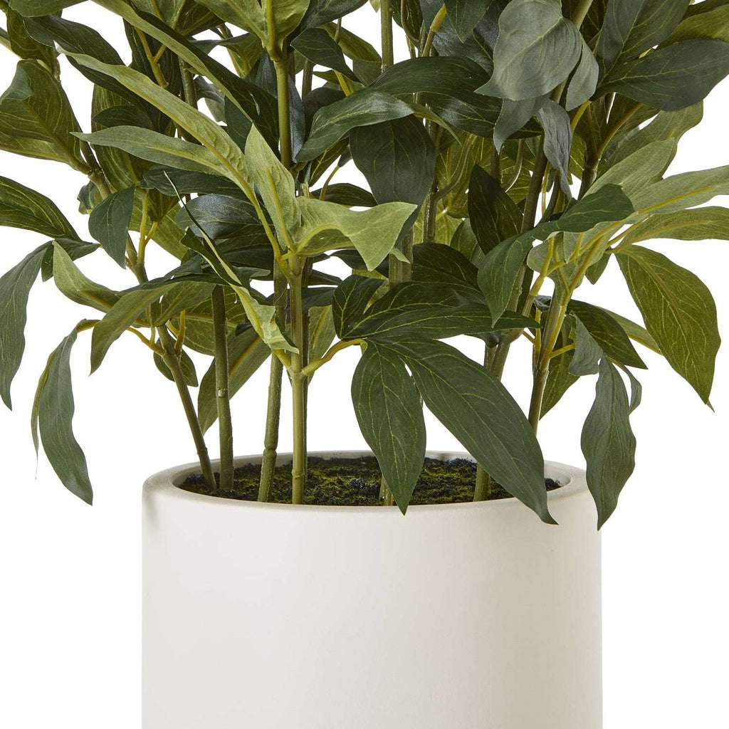 Shades 4 Seasons Peony Plant in Stylish White Pot Shades 4 Seasons