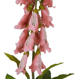 The Natural Garden Collection Pale Pink Foxglove Shades 4 Seasons