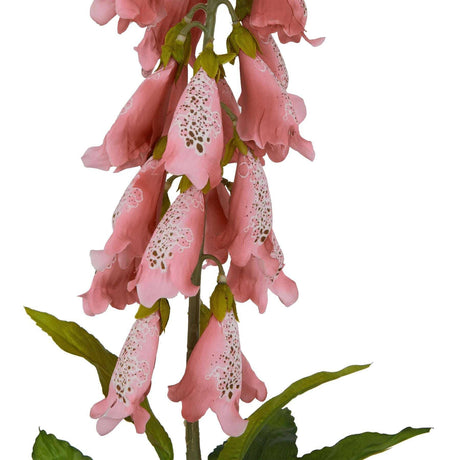The Natural Garden Collection Pale Pink Foxglove Shades 4 Seasons