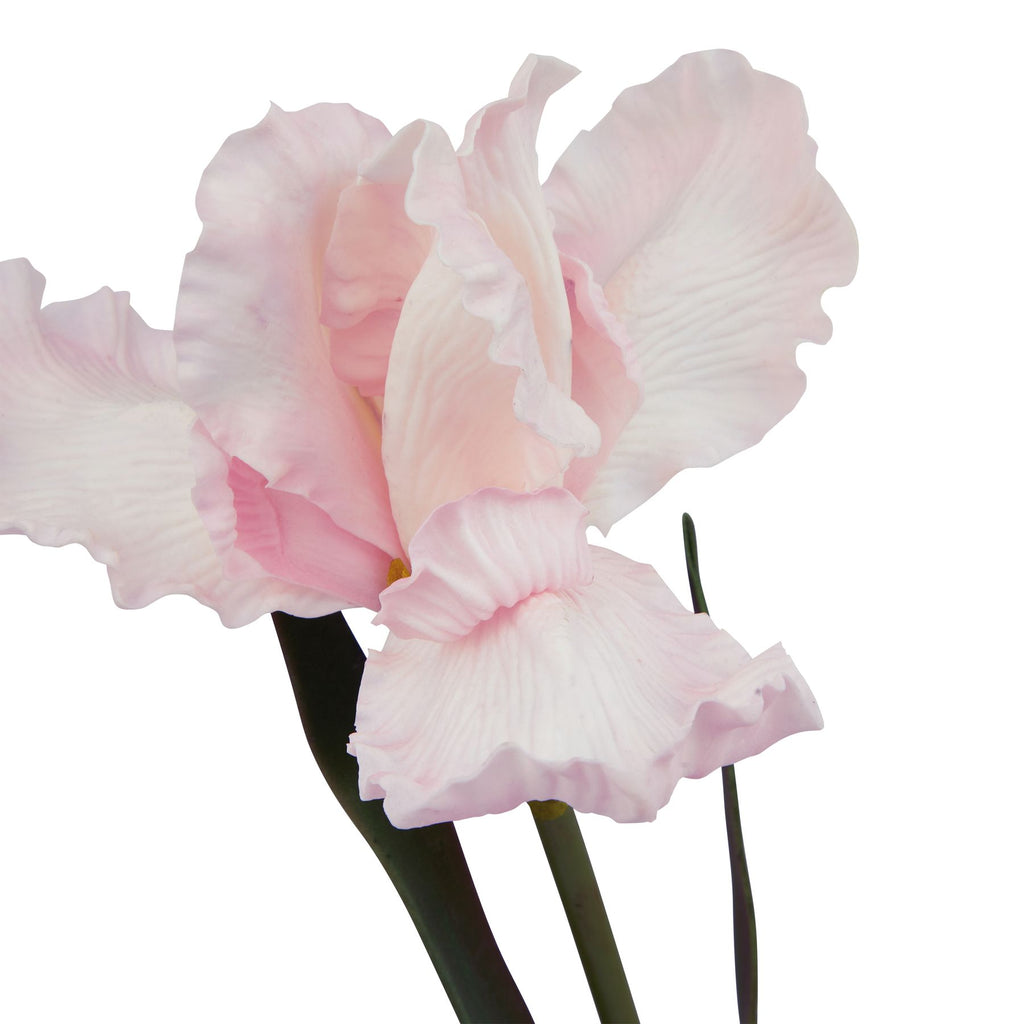 The Natural Garden Collection Pale Pink Fringed Iris Shades 4 Seasons