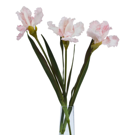 The Natural Garden Collection Pale Pink Fringed Iris Shades 4 Seasons