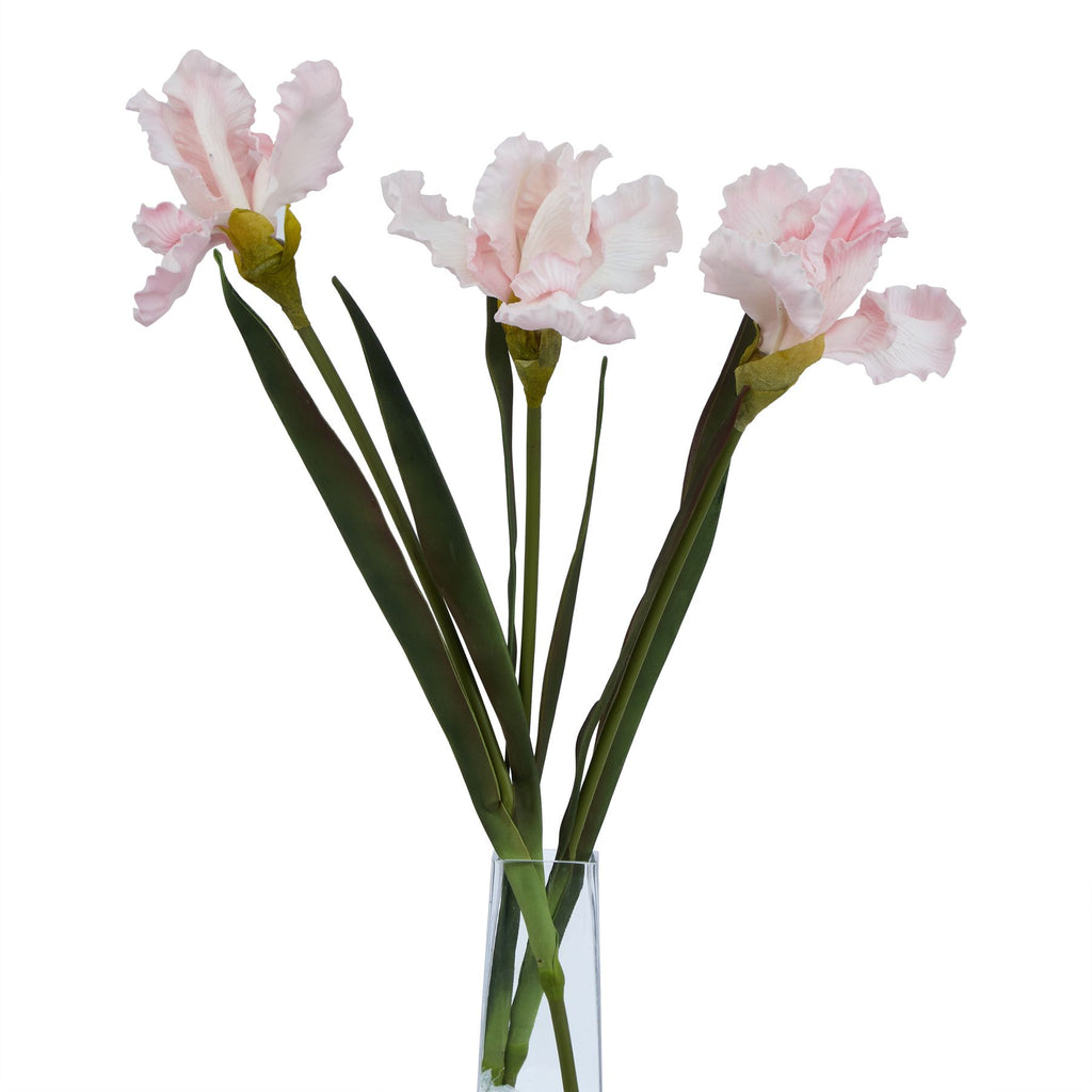 The Natural Garden Collection Pale Pink Fringed Iris Shades 4 Seasons