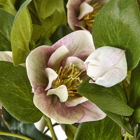 Variegated Pink Hellebore Plant In Grey Pot Shades 4 Seasons