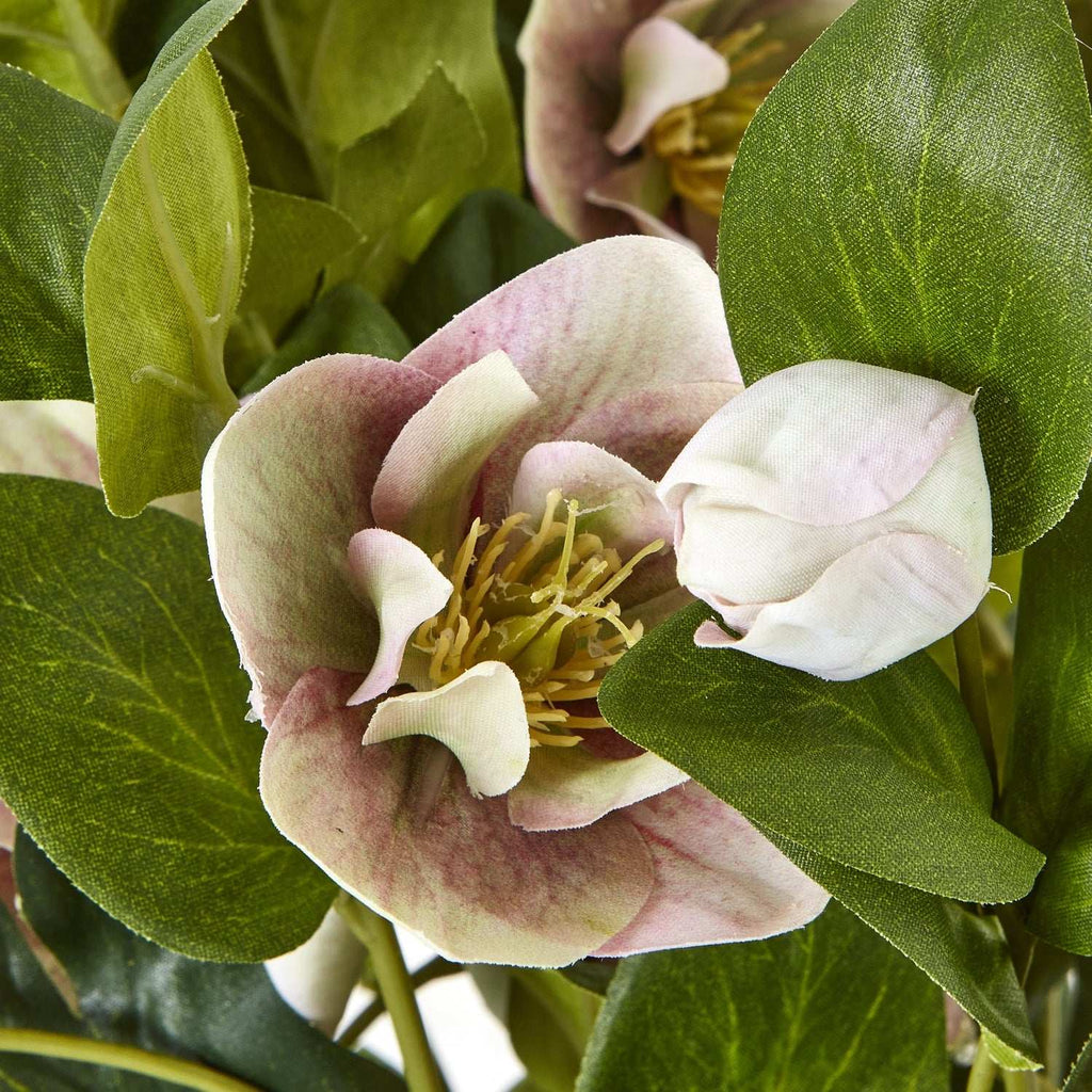 Variegated Pink Hellebore Plant In Grey Pot Shades 4 Seasons