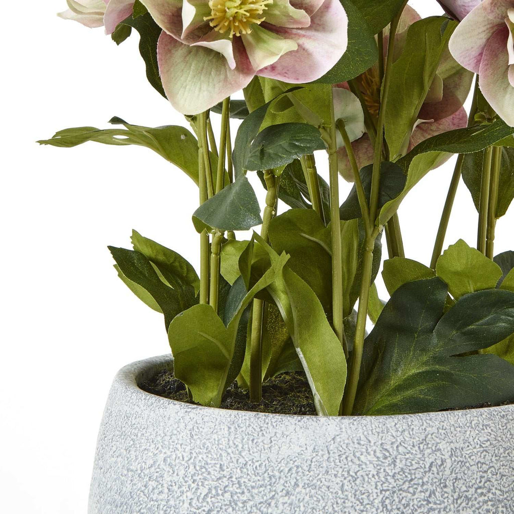 Variegated Pink Hellebore Plant In Grey Pot Shades 4 Seasons