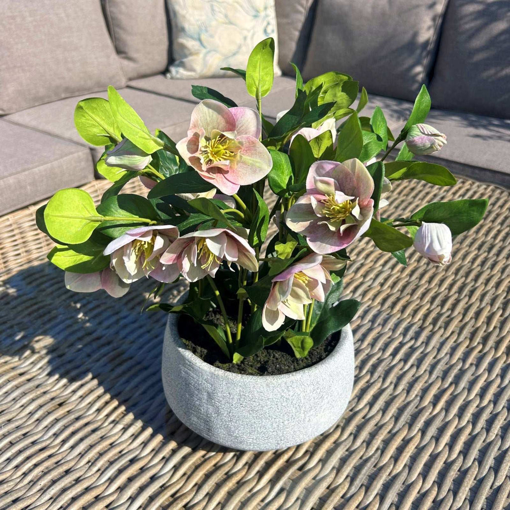 Variegated Pink Hellebore Plant In Grey Pot Shades 4 Seasons