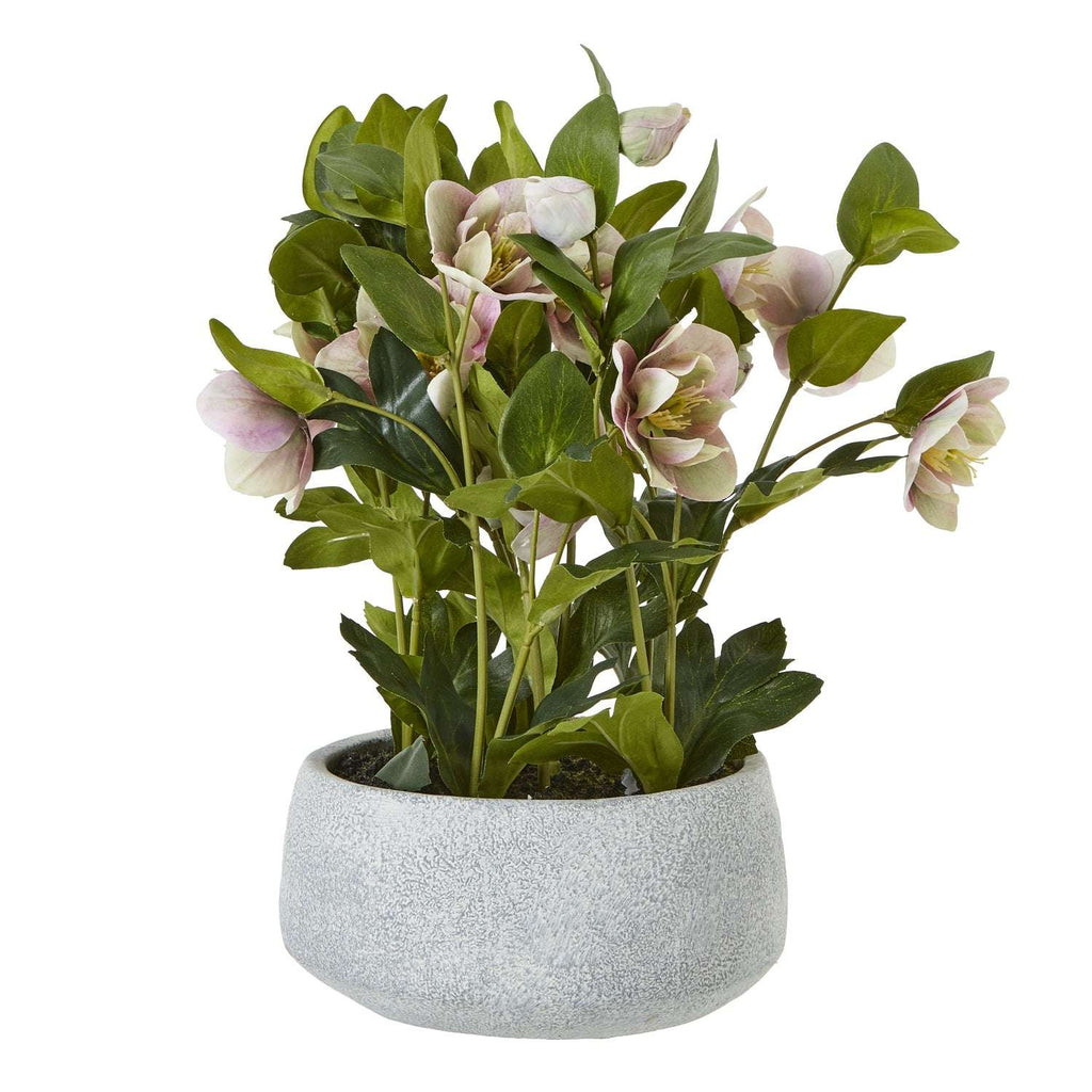 Variegated Pink Hellebore Plant In Grey Pot PINK PLASTIC Shades 4 Seasons