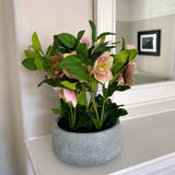 Variegated Pink Hellebore Plant In Grey Pot Shades 4 Seasons