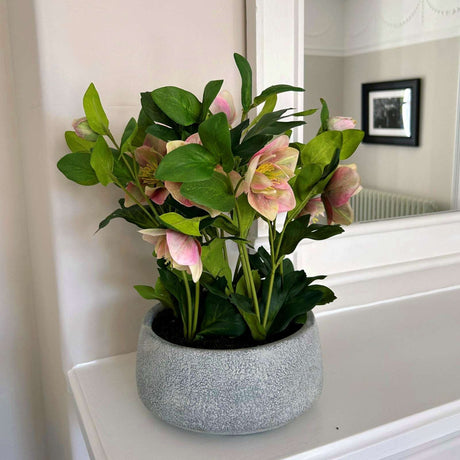 Variegated Pink Hellebore Plant In Grey Pot Shades 4 Seasons