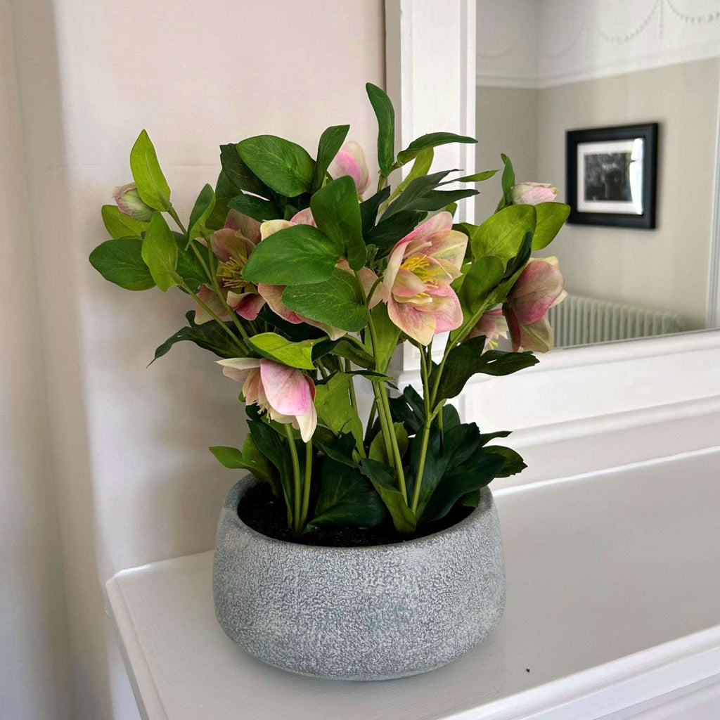 Variegated Pink Hellebore Plant In Grey Pot Shades 4 Seasons