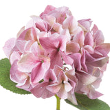Shades 4 Seasons Pink Hydrangea Single Stem Flower Shades 4 Seasons