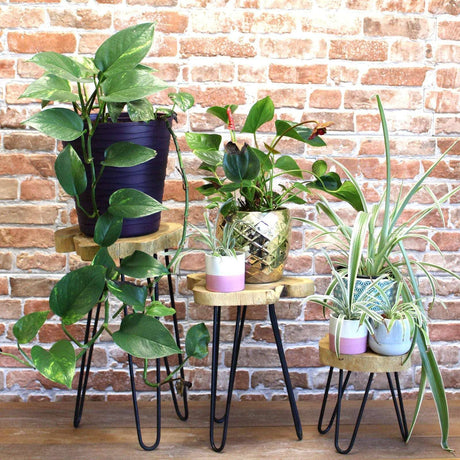 Set of 3 Gamal Wood Plant Stands - Natural AW Dropship UK