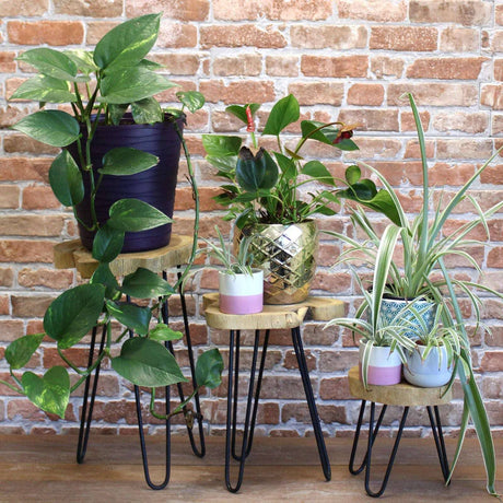 wooden indoor plant stands uk Natural Albasia Wood Plant Stand with Gold Detail