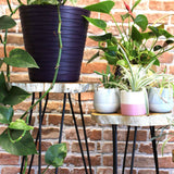 Set of 3 Gamal Wood Plant Stands - Whitewash AW Dropship UK