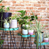 Set of 3 Gamal Wood Plant Stands - Greenwash AW Dropship UK