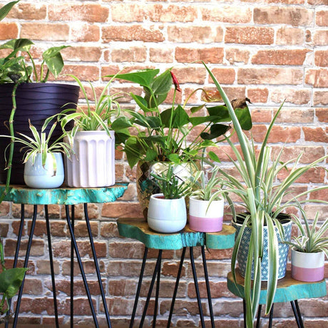 Set of 3 Gamal Wood Plant Stands - Greenwash AW Dropship UK