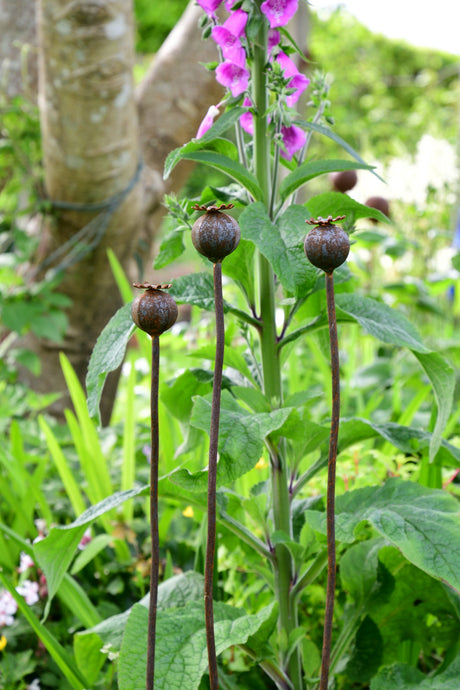 Metal garden flower sculpture with Poppy Seedhead design standing among green foliage and pink flowers