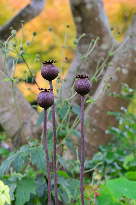 Metal garden flower Poppy Seedhead with elegant design, adding charm to outdoor spaces