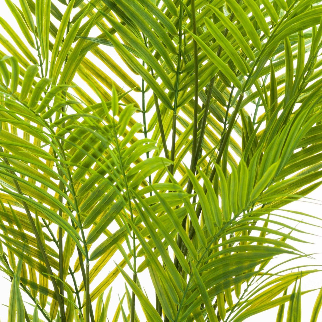 Shades 4 Seasons Realistic Potted Palm Indoor Plant Shades 4 Seasons