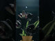 Nisu Home Sudo Vase Modern Japanese Decor