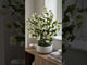 Large White Hellebore Artificial Flowers