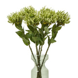 Shades 4 Seasons Protea Lorea Stem - Stylish Home Accessory Shades 4 Seasons