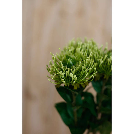 Shades 4 Seasons Protea Lorea Stem - Stylish Home Accessory Shades 4 Seasons