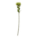 Shades 4 Seasons Protea Lorea Stem - Stylish Home Accessory GREEN PLASTIC Shades 4 Seasons