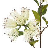 Shades 4 Seasons Protea Nitida Spray for Elegant Decor Shades 4 Seasons
