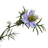 The Natural Garden Collection Purple Nigella Love In A Mist Shades 4 Seasons