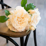 Peachy Cream Short Stem Rose Bouquet Shades 4 Seasons