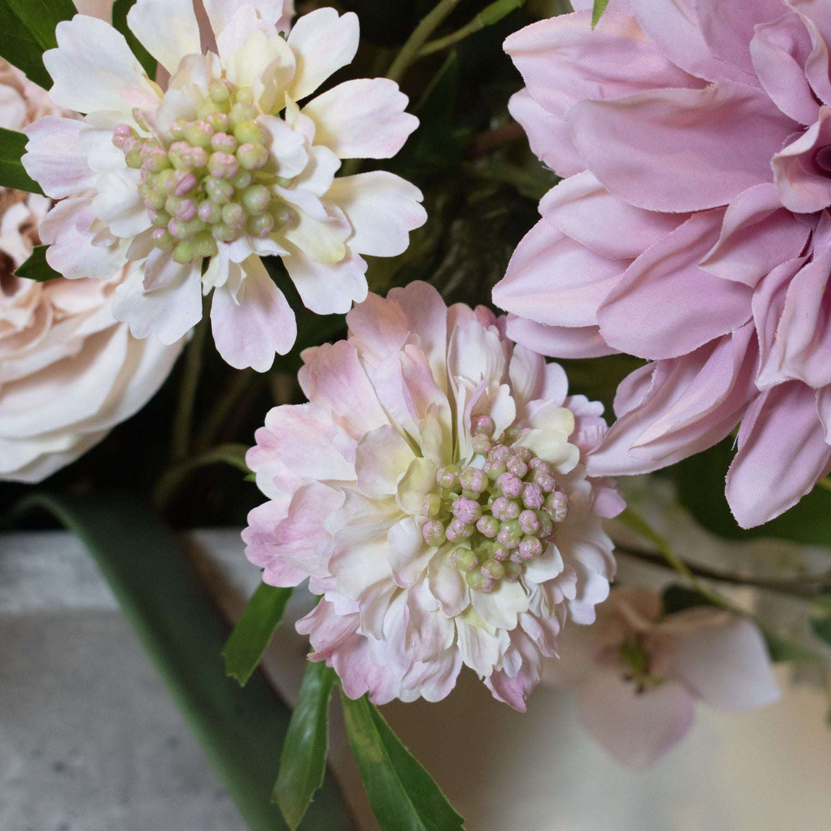 The Natural Garden Collection Pale Pink Scabious Stem Shades 4 Seasons