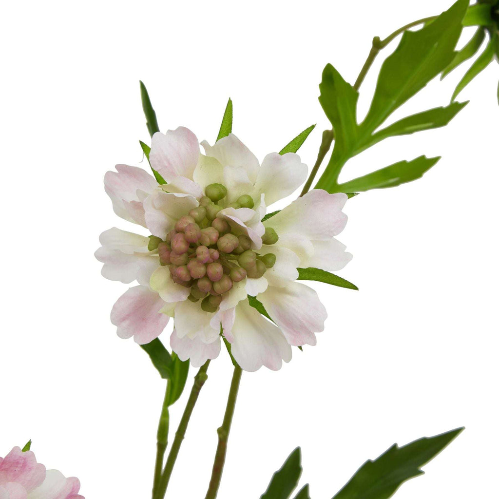 The Natural Garden Collection Pale Pink Scabious Stem Shades 4 Seasons