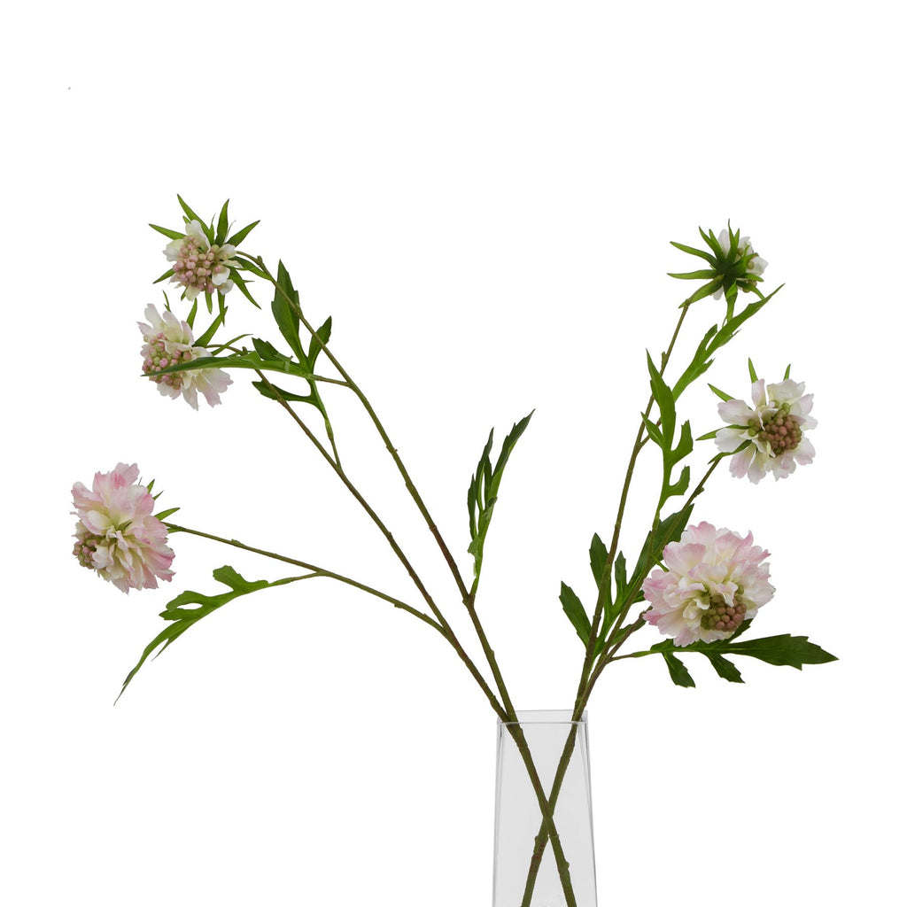 The Natural Garden Collection Pale Pink Scabious Stem Shades 4 Seasons