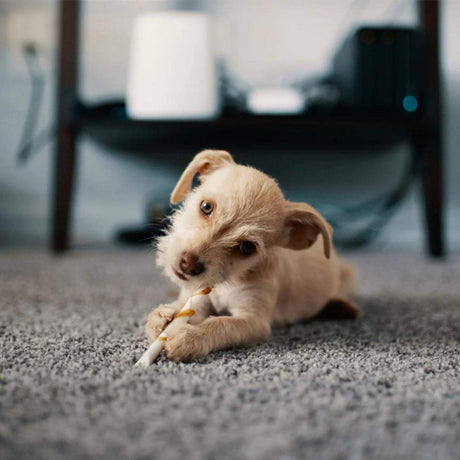 Small dog playing on a soft shaggy rug in a modern living room